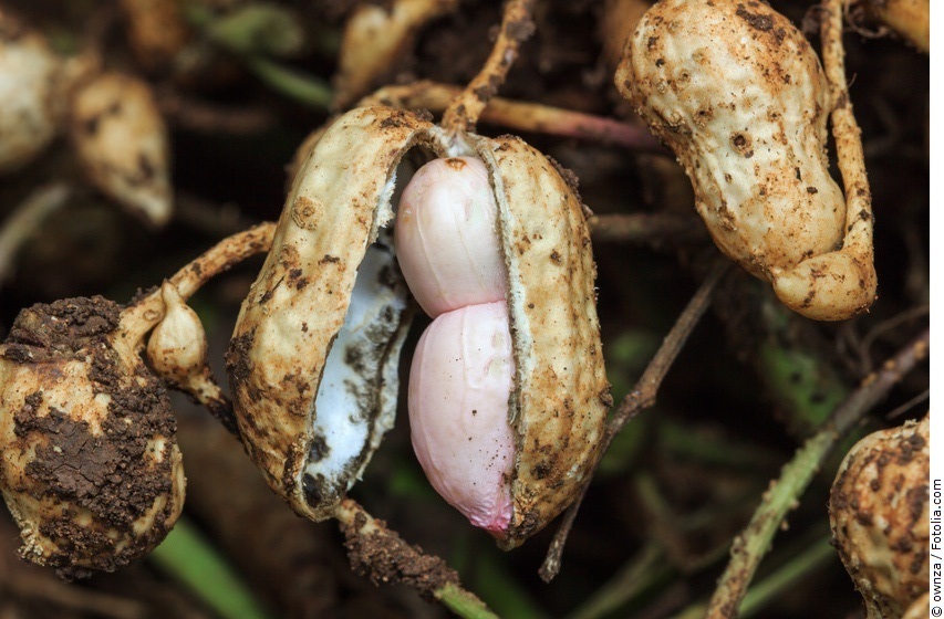 Erdnuss (Arachis Hypogaea) - Botanik, Herkunft, Pflege - Tropenforum.de