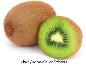 Kiwi mit weißem Hintergrund