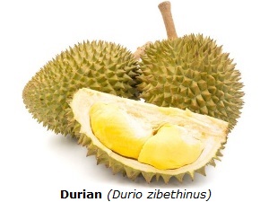 Durian mit weißem Hintergrund