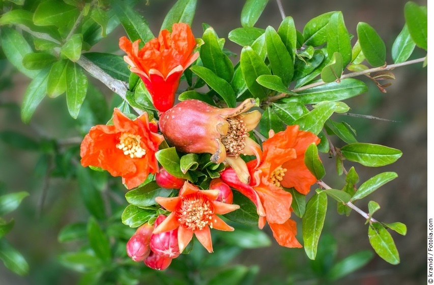 Granatapfelbaum mit roten Blüten