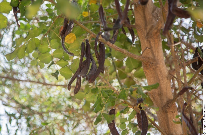 Karobenbaum mit ausgereiften Früchten