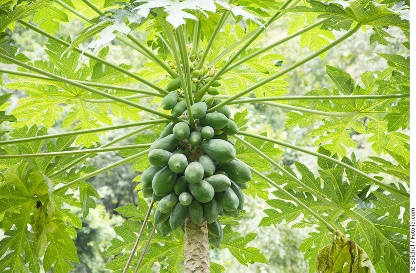 Papaya-Pflanze mit Früchten