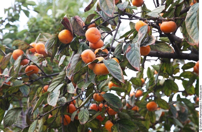 Kakibaum mit Früchten