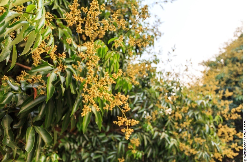 Litschi-Baum mit Blüten