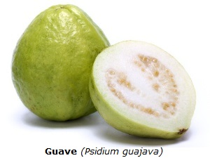 Guave mit weißem Hintergrund